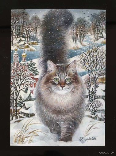 Открытка. Фауна. Животные. Кот. Коты. Котики. Степан. Худ. Т.Хазова (чистая)