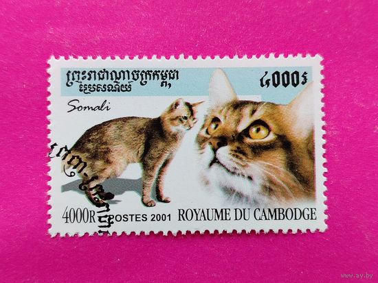 Камбоджа. Кошки ( 1 марка ) 2001 года. 5-20.