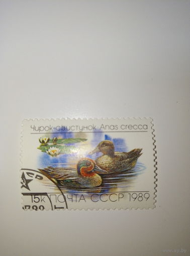 Марки СССР 1989 Утки Чирок-свистунок 15к.