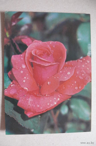 Матанов Н., Роза; 1982, подписана.