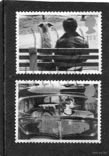 Великобритания. Собака и кошки