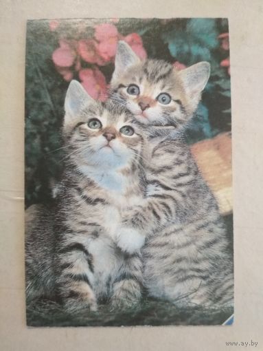 Карманный календарик. Кошки . 1996 год