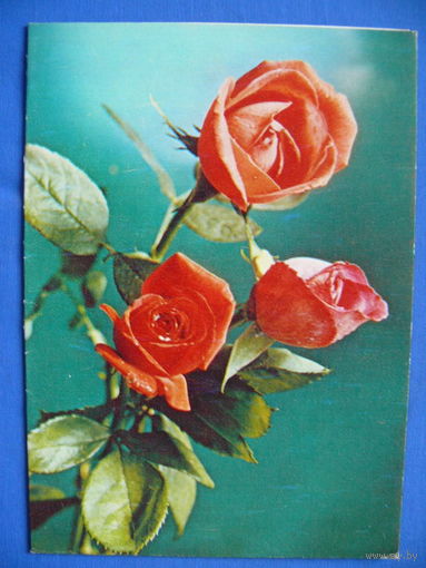 Фото Г. Костенко, Розы, 1985, двойная. чистая.