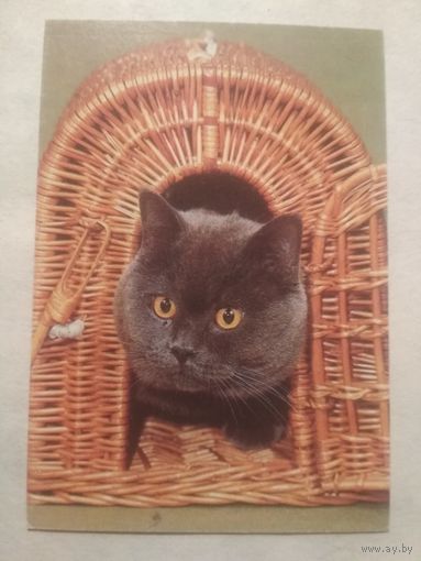 Карманный календарик. Котик.1994 год