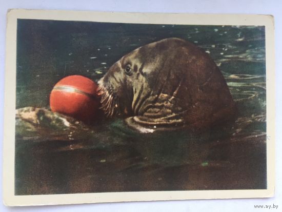 Морж. 1963 год Издательство Правда