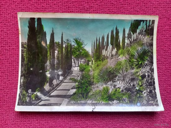 Сочи. Кипарисовая аллея в институте им. Сталина. Панова 1939 г. Чистая.