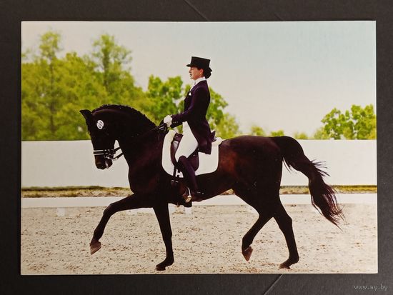 Лошадь Белпочта 2011 год