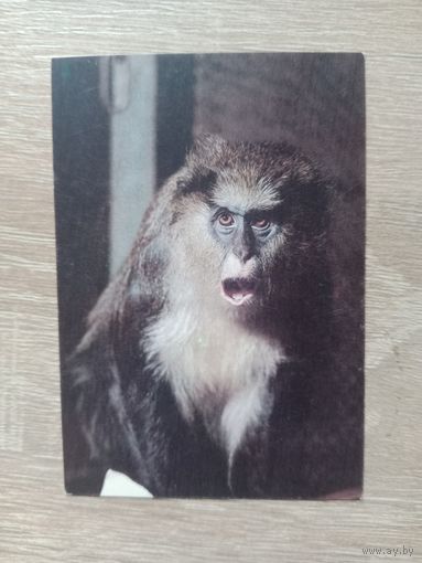 Календарик 1992