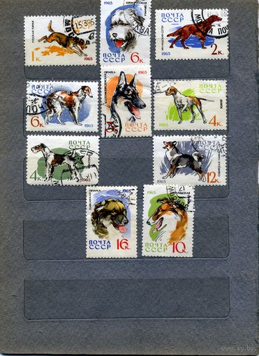 СССР, 1965, ОХОТНИЧЬИ СОБАКИ,   серия 10м,  гашеная