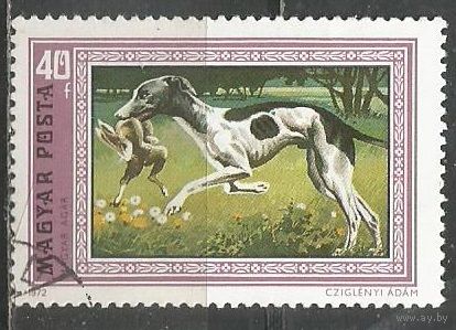 Венгрия. Венгерская борзая. 1972г. Mi#2742.