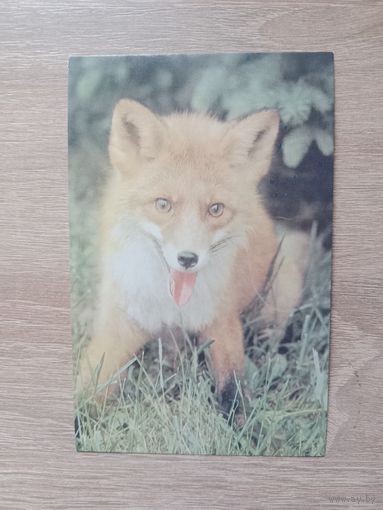 Открытка 1985