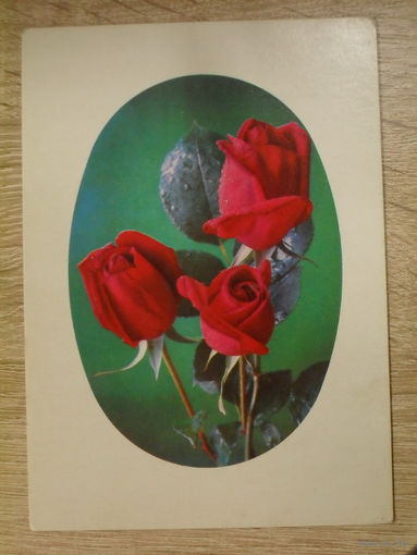 ПОДПИСАННАЯ ОТКРЫТКА СССР. "ПОЗДРАВЛЯЕМ". ФОТО. Г. КОСТЕНКО. 1975 ГОД.
