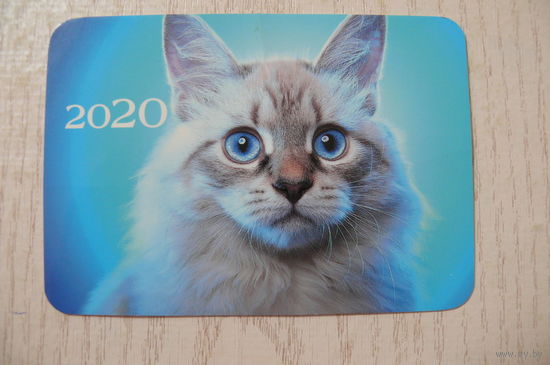 Календарик, 2020, Кошка.