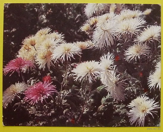 Хризантемы. Чистая. Мини. 1987 года.