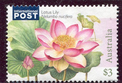 Австралия. Водные растения. Цветы