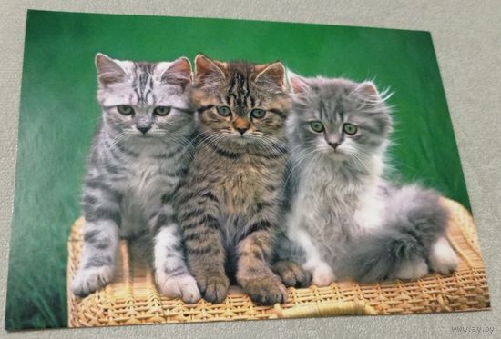 Посткроссинг. Открытка из Польши: котята  (10х15). Прошла почту. Художественная марка.