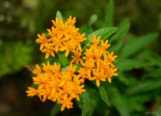 Семена - Ваточник клубненосный. Айва японская