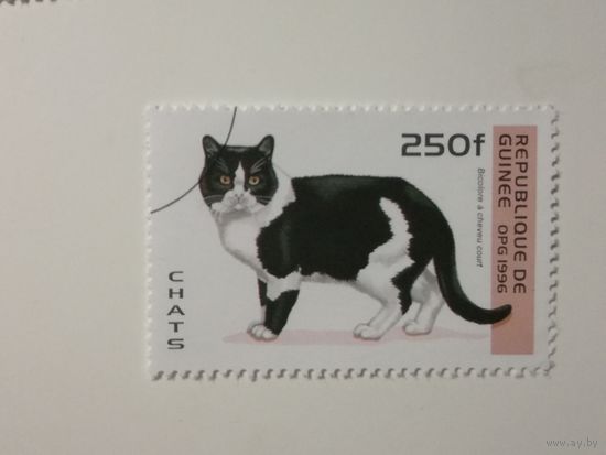 Гвинея 2001. Коты