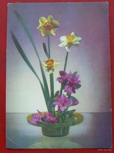 Цветы. Чистая. 1978 года. Фото Якименко. *117.