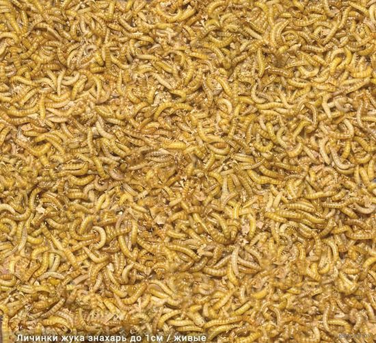 Жук знахарь(личинка)(Белпочта)