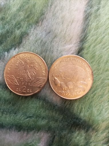 2 злотых, семейка ежей