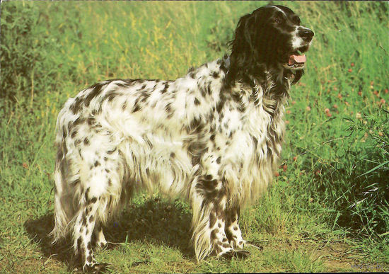 Почтовая открытка "Английский сеттер"