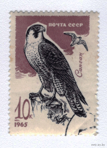 Марка СССР 1965 Сапсан
