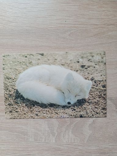 Открытка 1985