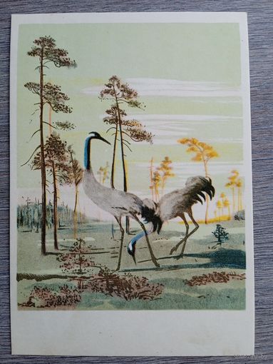 1958. Курдов. Журавли