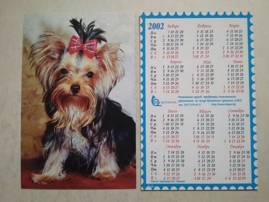 Карманный календарик . Щенок йоркширского терьера. Белпочта. 2002 год
