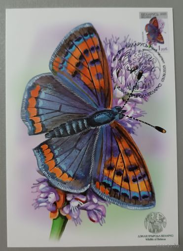 Картмаксимум "Бабочка Червонец Гелла". Дикая природа Беларуси.