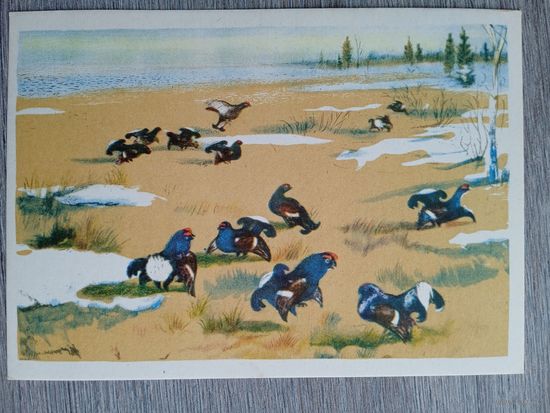 1958. Курдов. Тетеревиный ток