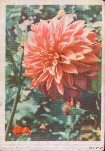Подписанная открытка 1965г. БССР "Георгин "Танголита" фото А. и М. Ананьиных