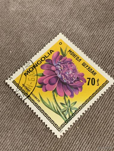 Монголия 1979. Цветы. Scabiosa Comosa. Марка из серии