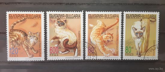 Болгария. 1998 год. Фауна. Кошки (4 марки)