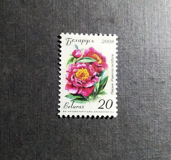 Марка Беларусь 2008 год Цветы