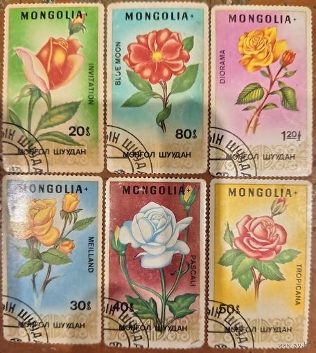 Монголия. Флора. Цветы. Розы