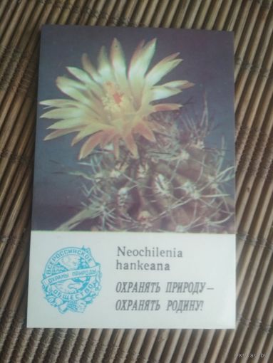 Карманный календарик.1985 год. Кактусоводы Кубани
