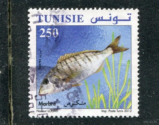 Тунис. Морская фауна. Рыбы