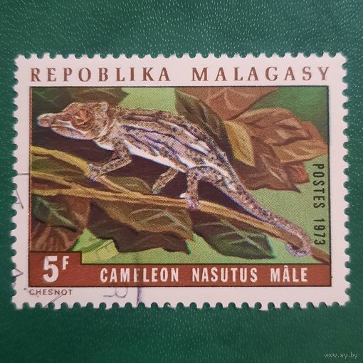 Мадагаскар 1973. Рептилии. Хамелеон. Camileon Nasutus Male