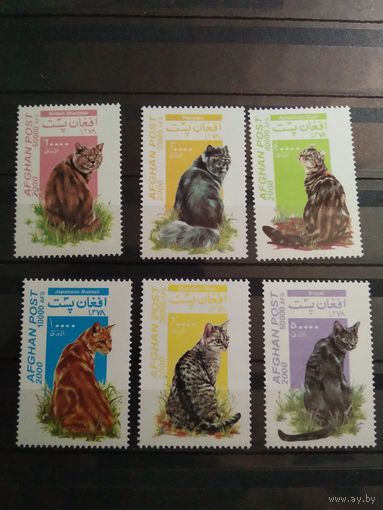 Афганистан 2000 г. Кошки.