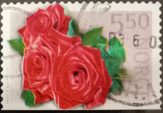 Норвегия. Флора. Цветы. Розы