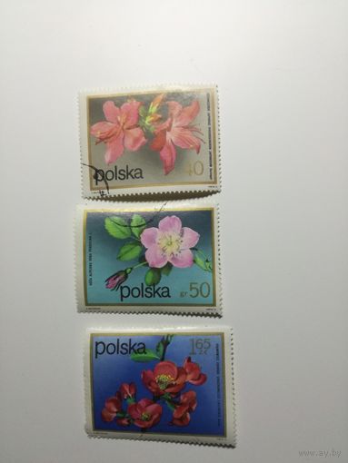 Польша 1972.  Цветы