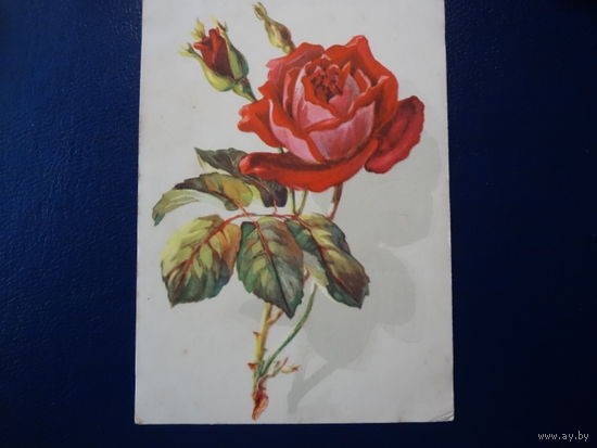 Роза.  1959 г.
