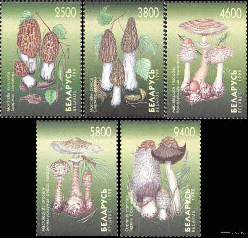 Грибы  Беларусь 1998 год (291-295) серия из 5 марок