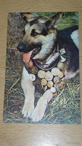 Календарик 1984 Эстония. Овчарка