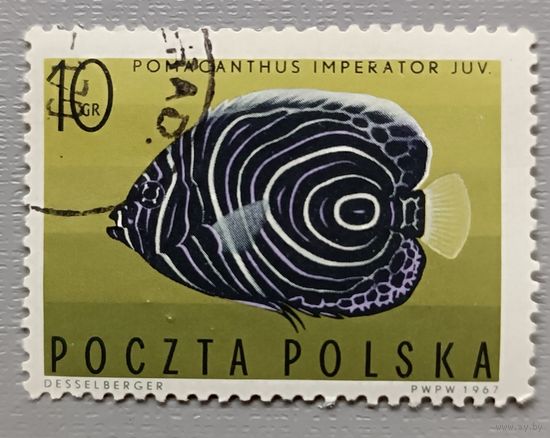 Польша, 1967. Рыба