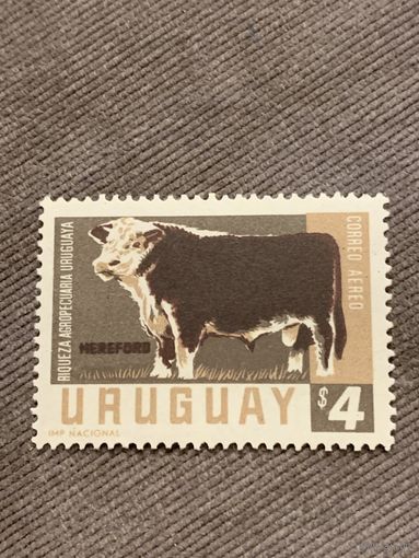 Уругвай. Домашний скот. Герефорд