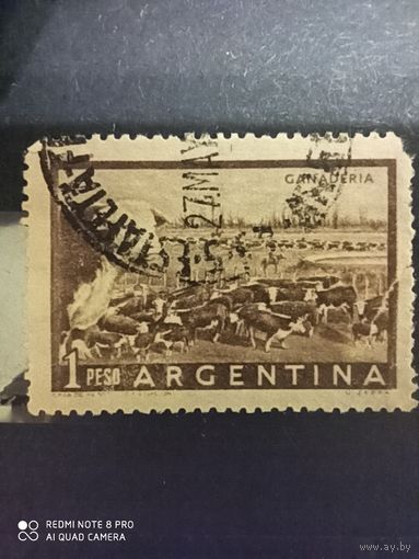 Аргентина 1958, коровы