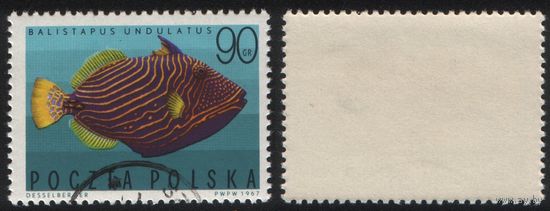 Польша (Mi)PL1752 (Тропические рыбы) 1967 год 90 gr Balistapus Undulatus (a1-04 ТОРГ/ВАША ЦЕНА